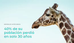 Funcionalidad De Diseño Para La Caza Ilegal Es Un Gran Problema