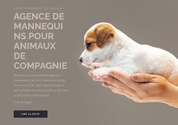 Agence De Mannequins Pour Animaux De Compagnie