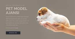 Evcil Hayvan Modeli Ajansı Joomla Şablonu 2024