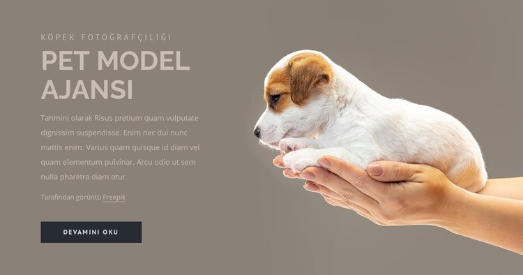 Evcil hayvan modeli ajansı Web sitesi tasarımı
