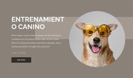 Consejos De Adiestramiento De Perros