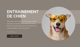 Conseils De Dressage De Chien - Website Creation HTML