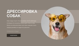 Советы По Дрессировке Собак Чистый И Минималистичный Шаблон