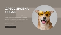 Советы По Дрессировке Собак Адаптивный Шаблон HTML5