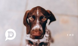 Domestic Pets Love - Free Download Html Code