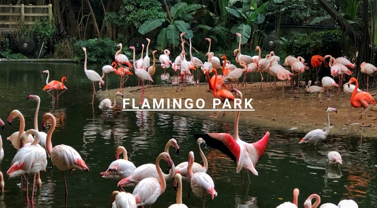 Naturflamingopark Eine Seitenvorlage