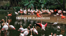 Parque Natural De Flamencos - Plantilla Joomla 2025
