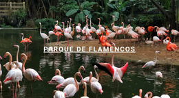 Parque Natural De Flamencos: Plantilla De Sitio Web Sencilla
