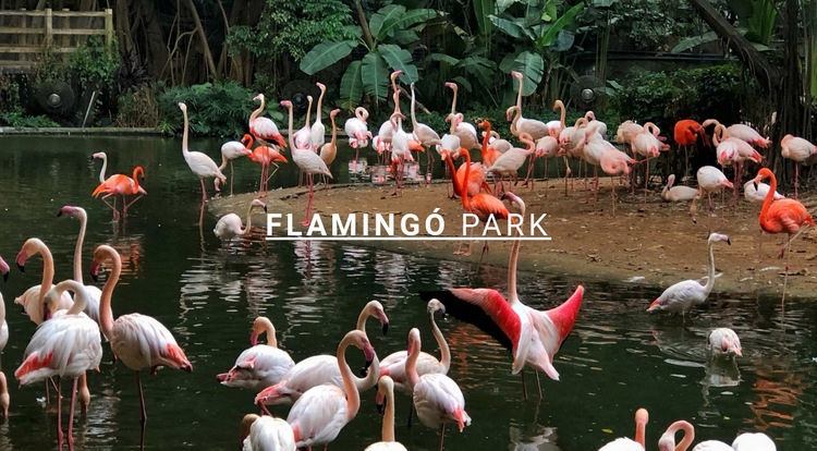 Természeti flamingópark HTML Sablon
