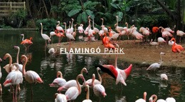 Beépített Többszörös Elrendezés A Következőhöz: Természeti Flamingópark