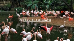 Przyroda Park Flamingów