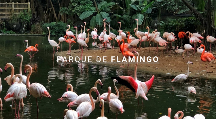 Parque natural de flamingo Design do site