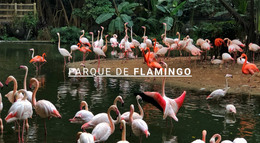 Parque Natural De Flamingo Agência Criativa