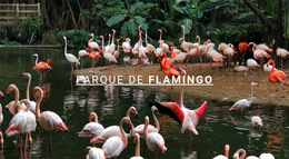 Layout Múltiplo Integrado Para Parque Natural De Flamingo
