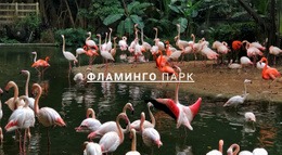 Природа Парк Фламинго Загрузочный HTML