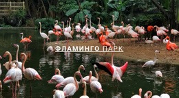 Природа Парк Фламинго Шаблон Html