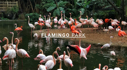 Nature Flamingo Park - Website Creator