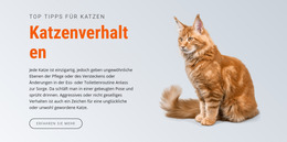 Katzenverhalten - Kostenlos Herunterladbare Joomla-Vorlage