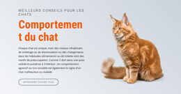 Comportement Du Chat – Téléchargement Du Modèle HTML