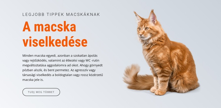 A macska viselkedése Weboldal sablon