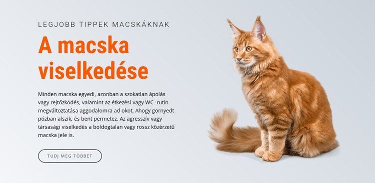 A macska viselkedése Weboldal tervezés