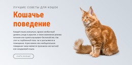 Поведение Кошки – Адаптивный Шаблон HTML5