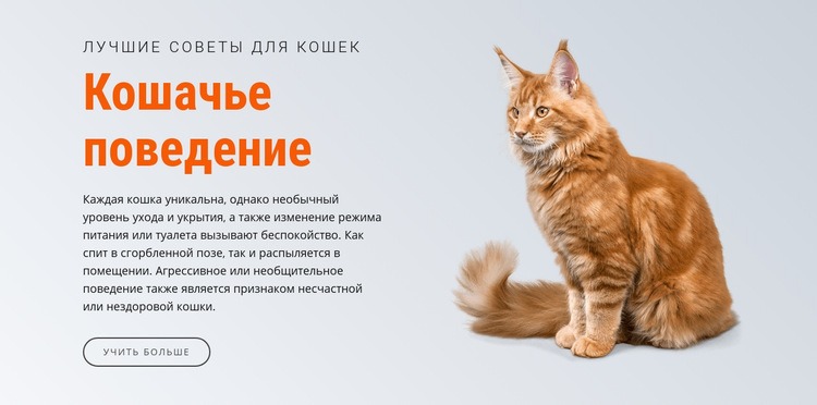 Поведение кошки Шаблон веб-сайта