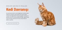 Kedi Davranışı Için En Yaratıcı HTML5 Şablonu