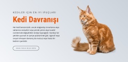 Kedi Davranışı - Ücretsiz Şablonlar