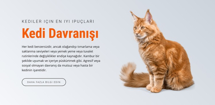 Kedi davranışı Web Sitesi Mockup'ı