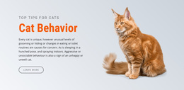 Multipurpose Web Page Design For Cat Behavior