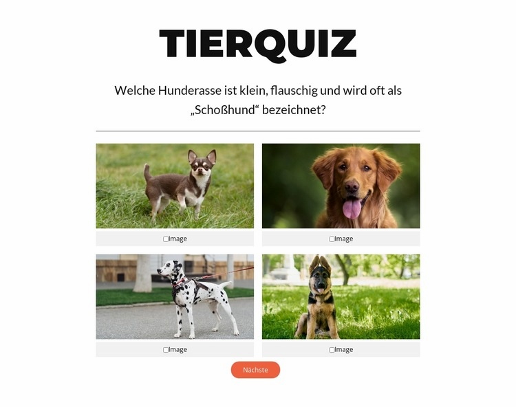 Zeit für ein kurzes Quiz! Landing Page