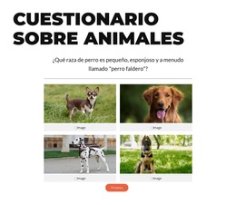 ¡Hora De Una Prueba Rápida!