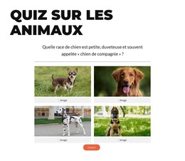 C'Est L'Heure Du Quiz Rapide ! Modèle HTML
