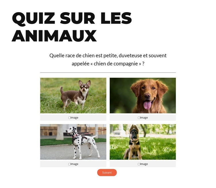 C'est l'heure du quiz rapide ! Modèle