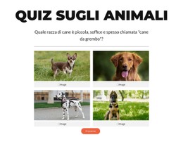 È Ora Del Quiz Veloce!