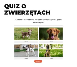 Niestandardowe Czcionki, Kolory I Grafika Dla Czas Na Szybki Quiz!