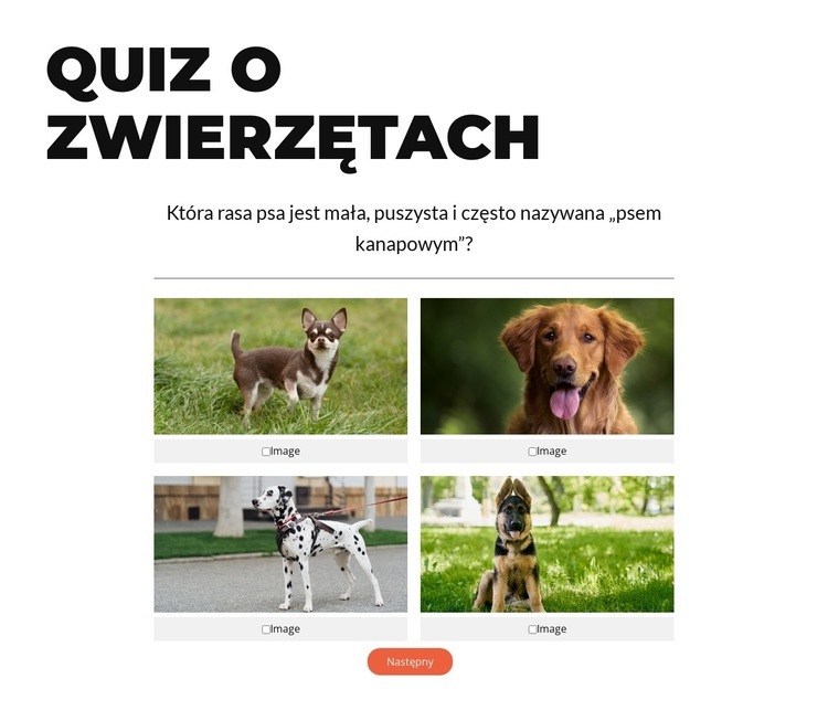 Czas na szybki quiz! Szablon
