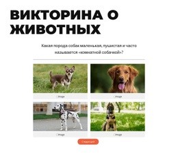 Время Быстрой Викторины!