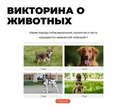 Время Быстрой Викторины!