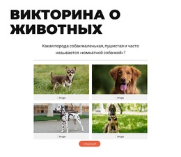 Время Быстрой Викторины!