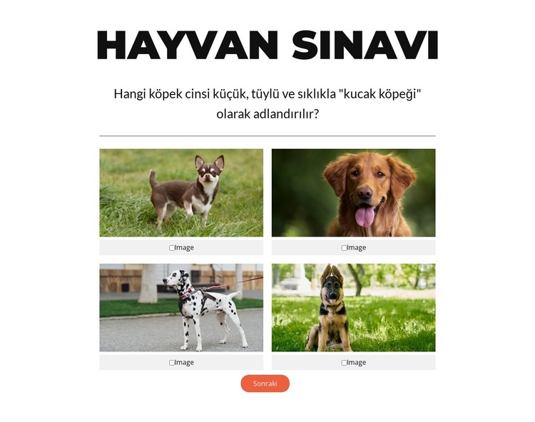 Hızlı Sınav Zamanı! HTML Şablonu