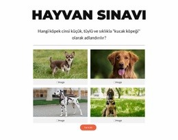 Hızlı Sınav Zamanı!