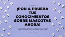 Preparados, Listos, ¡Adivinen! - Hermosa Maqueta De Sitio Web