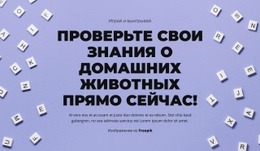 На Старт, Внимание, Угадай – Простой Дизайн