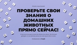 На Старт, Внимание, Угадай – Красивый Макет Сайта