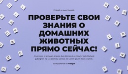 На Старт, Внимание, Угадай – Профессиональный Шаблон Сайта