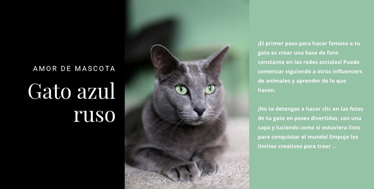 Gato azul ruso Maqueta de sitio web