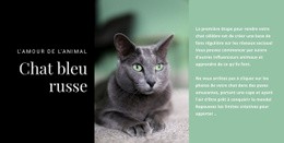 Concepteur De Site Web Pour Chat Bleu Russe