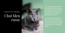 Processus De Conception Pour Chat Bleu Russe